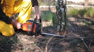 Best Tree Risk Assessment  in Woodworth, LA